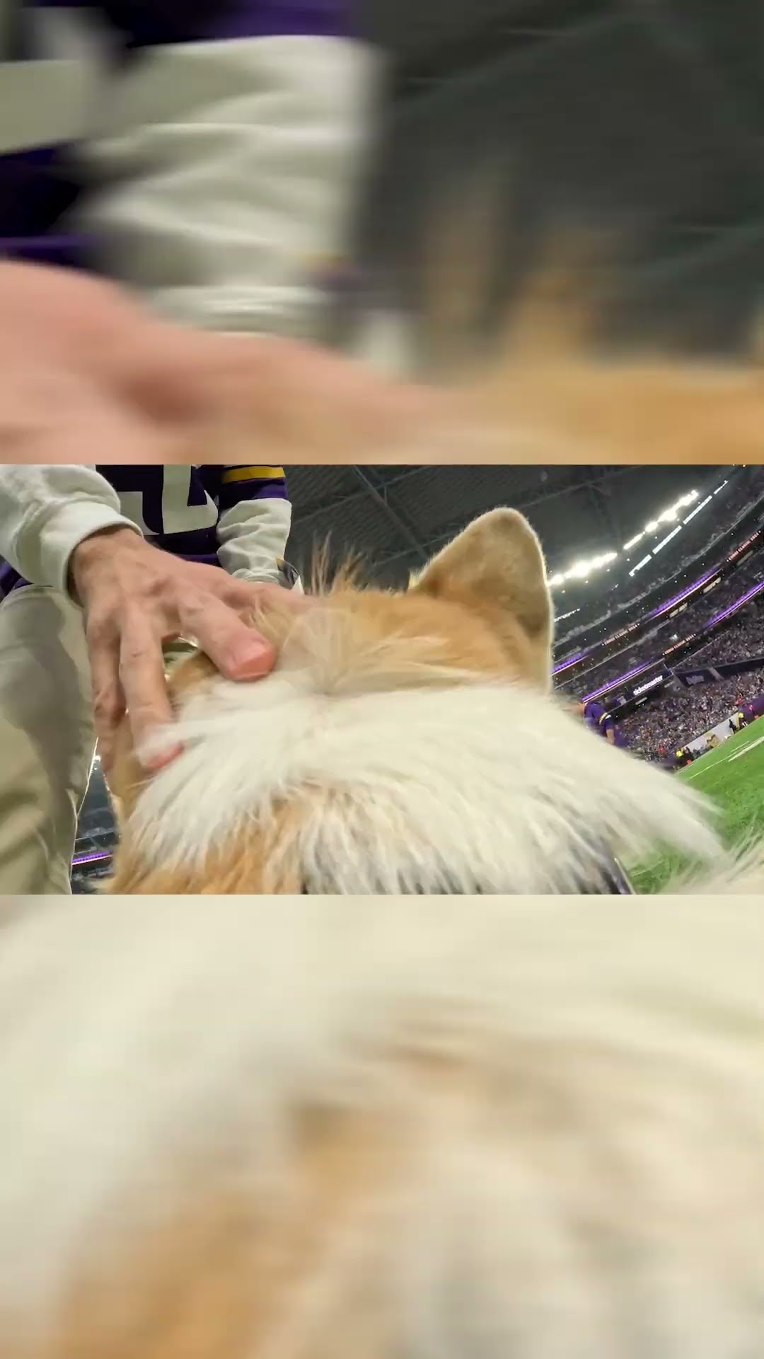 Corgi Race = Best Halftime Ever ?